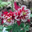 Aquilegia vulgaris Winky Red Wh